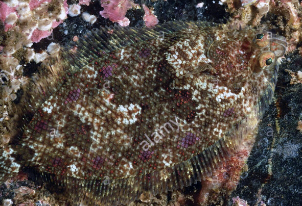 Phrynorhombus norvegicus_06.jpg